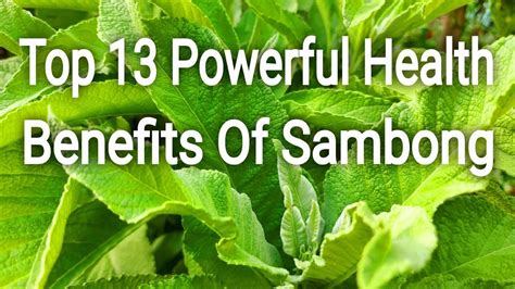 benefits of sambong leaves